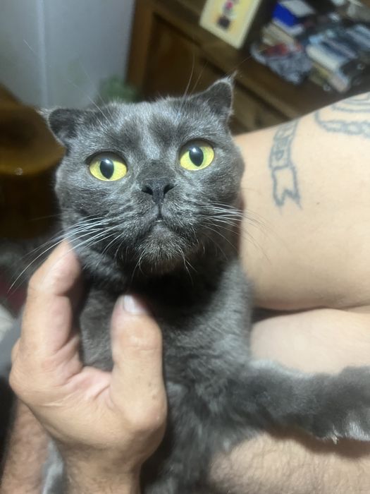 Котята британцы