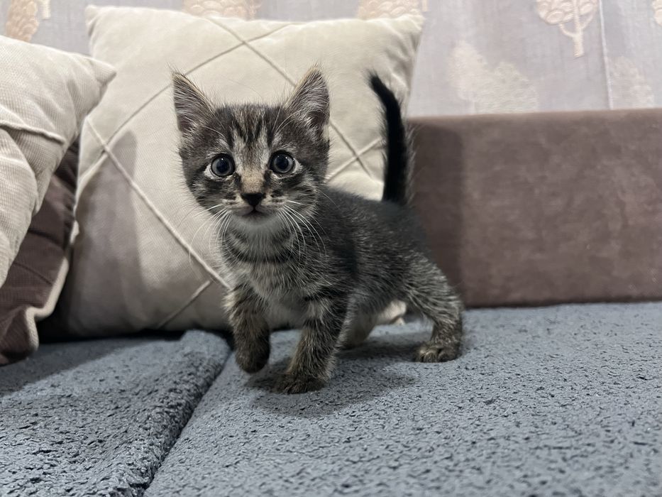 Отдам котят в добрые руки