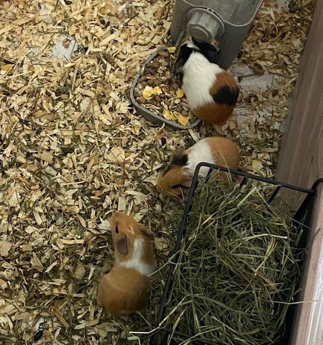 Морски свинчета - новородени