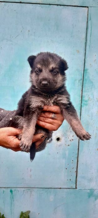 Восточная овчарка