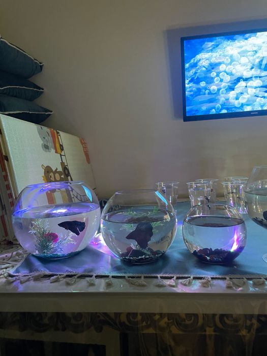 Аквариум   с рыбкой петушек .  + светильник