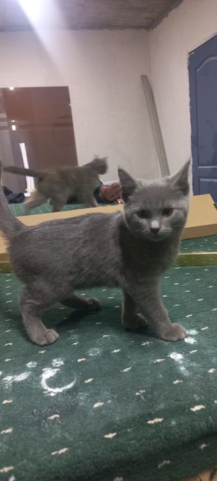 Маленький кошка мальчик  отдам даром