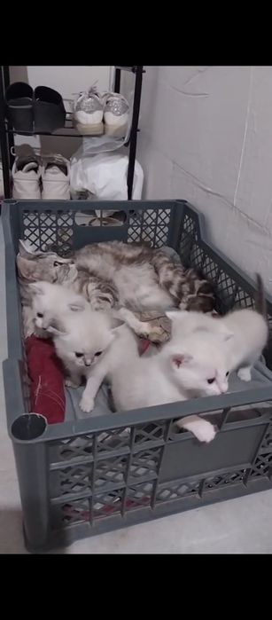 Отдам в добрые руки котят
