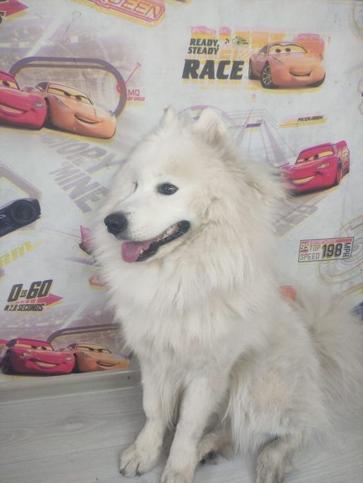 Самоед кабель для вязки