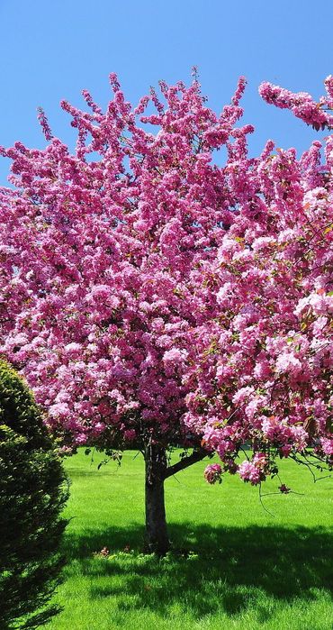 Cireș japonez diferite culori și mărimi