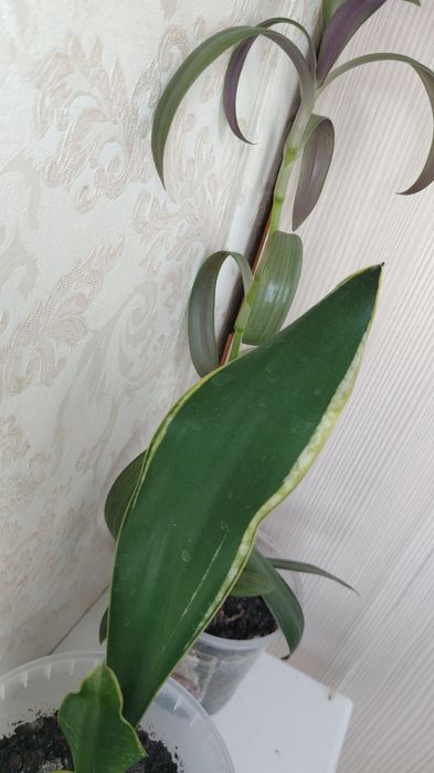 Цветочки,цена 500тенге