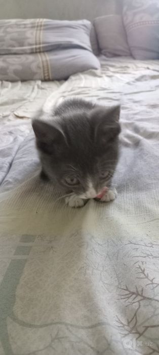 Отдам котят в добрые руки