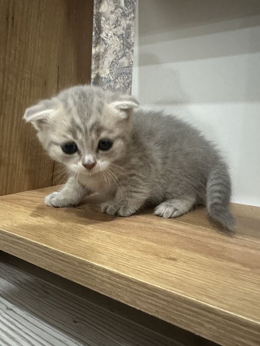 Котята веслоушки