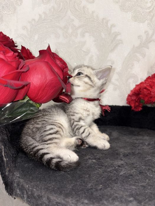 Серебристый шиншилла Мальчик, shinshilla