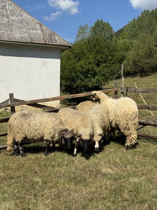 Mior și 4 oi de vanzare