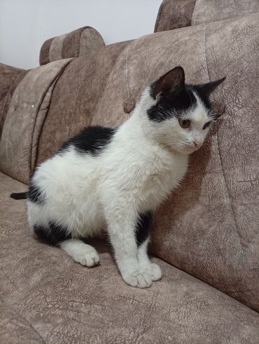 Mushukchamiz zur yaxshi odobli