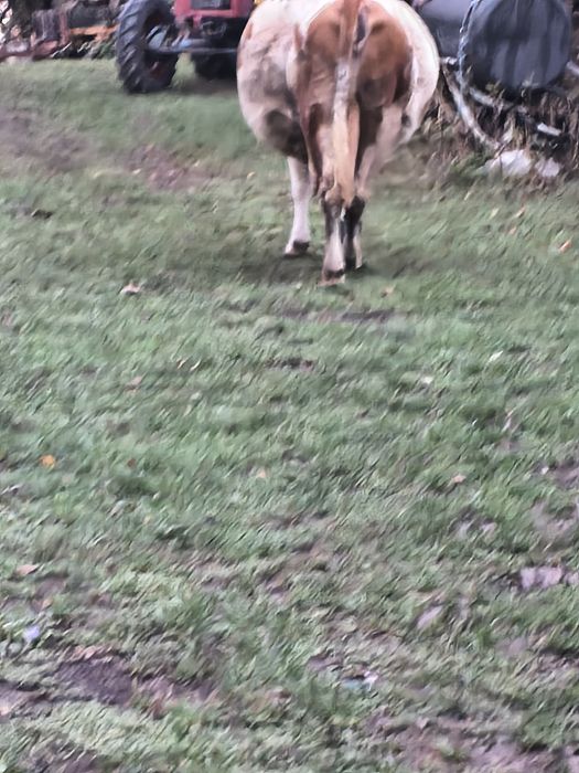 Vaca gestanta bălțată românească