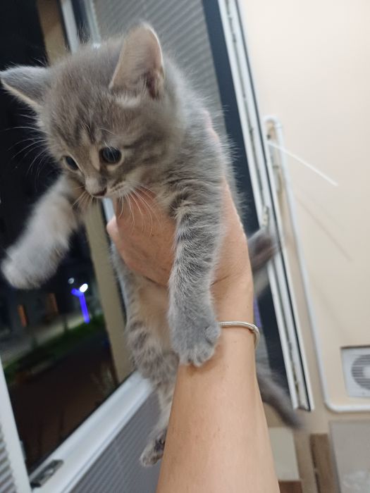 Продаются котята