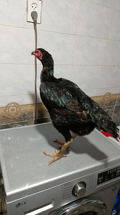 Карейс мекен сатылады 3.9 кг