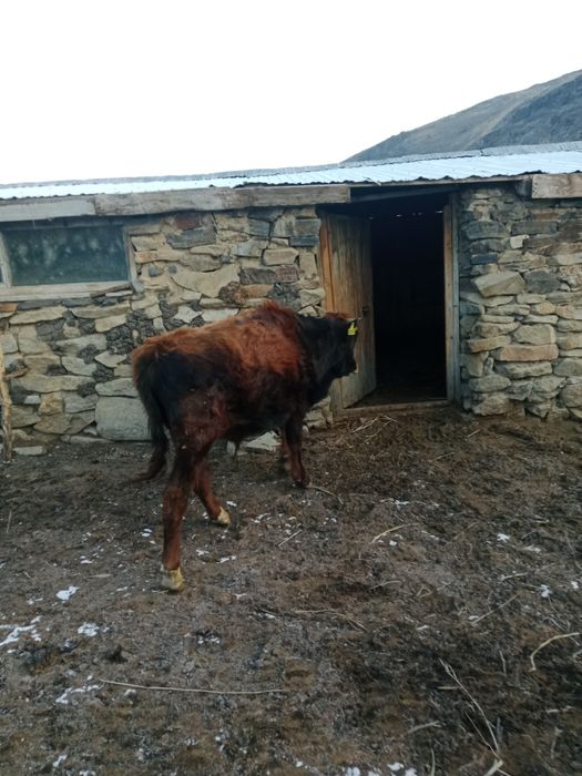 Сельхоз животные