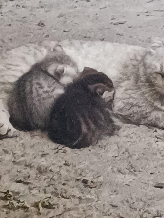Котята скотиш веслоухие две девочки
