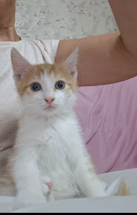Котенок красавчик Русик в добрые руки!