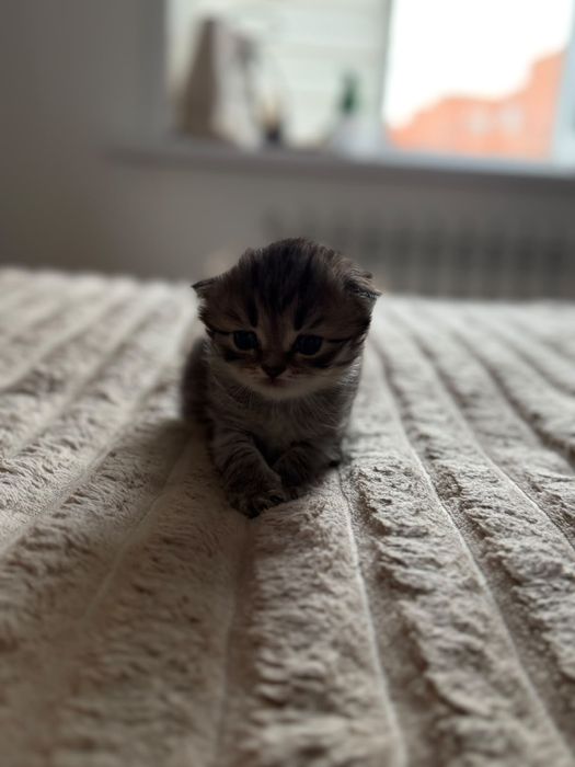Продам шотланских милых котят