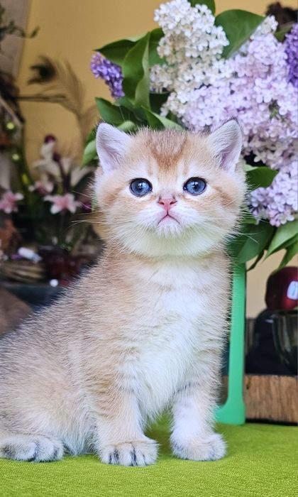 Късокосмести котенца