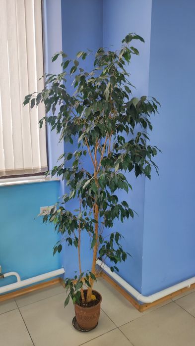Продам фикус 25000 тг