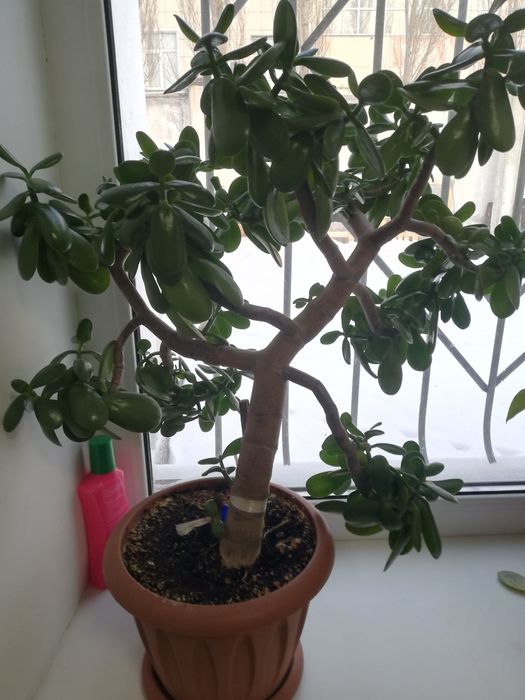 Продам толстянка, денежное дерево.