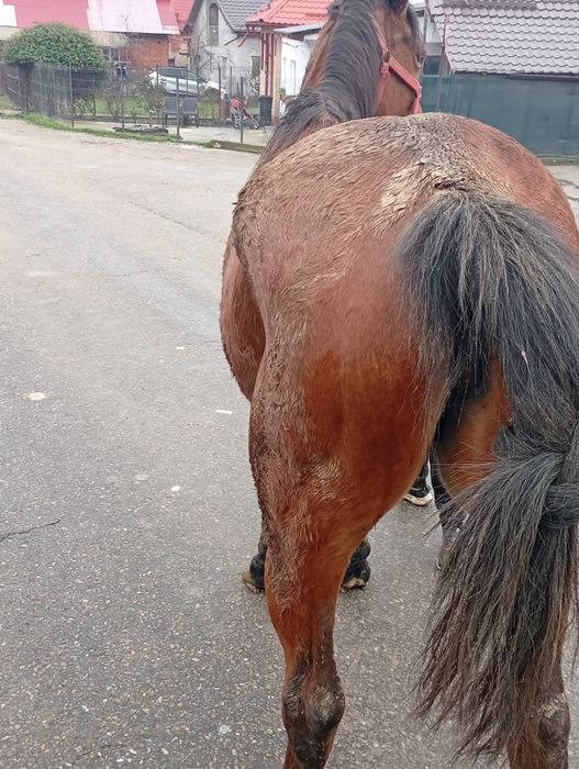 Iapa de vînzare cuminte