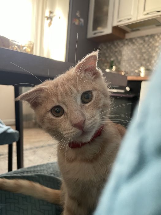 отдам котенка в добрые руки