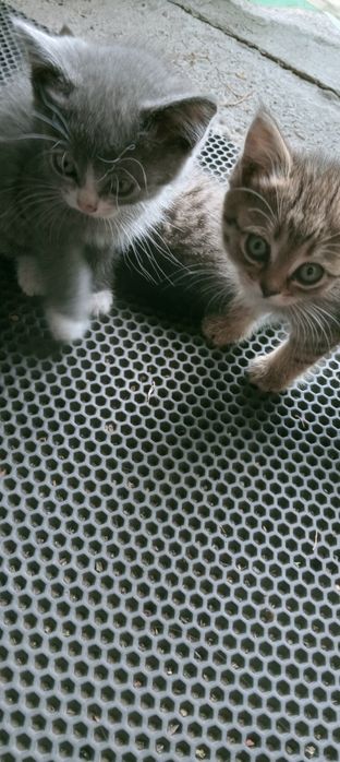 Отдам котят 3 мес