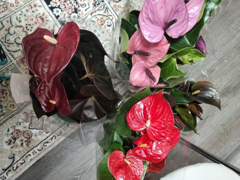 Продам сортовые  антуриум (мужское счастье)