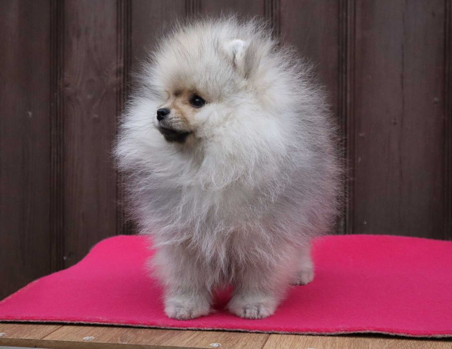 Миниатюрно момиченце померан с родословие FCI