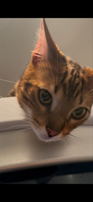 Бенгальский кот, 7-8 месяцев, мальчик