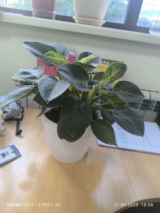 Филодендрон Биркин