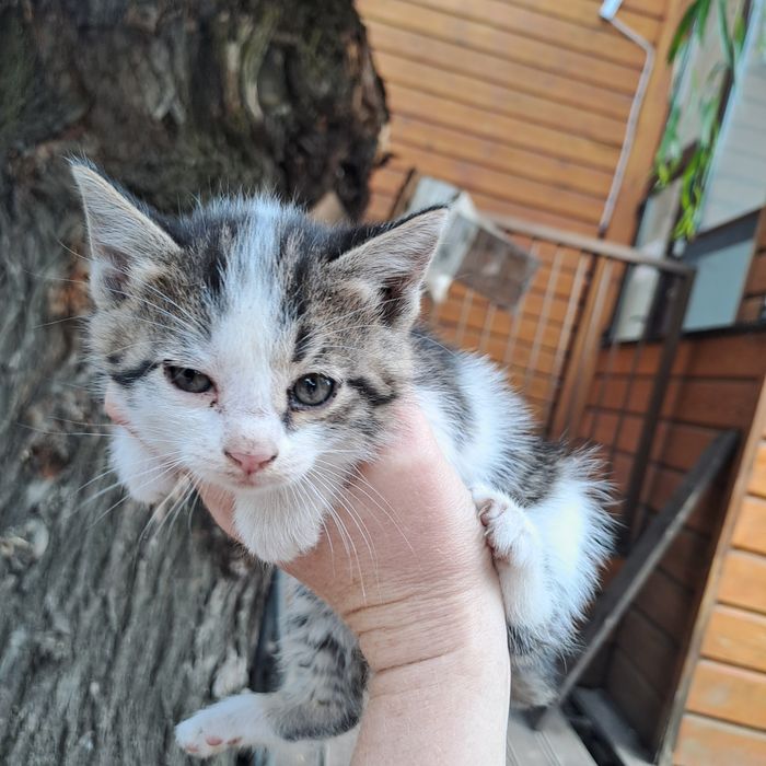 Котенок, котята, даром
