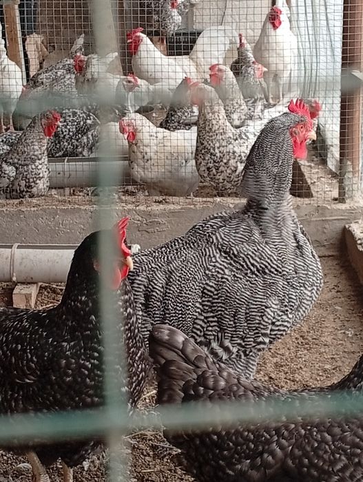 Инкубационный яйцо