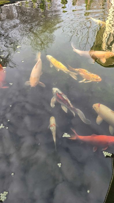 Продам - Карпы кои