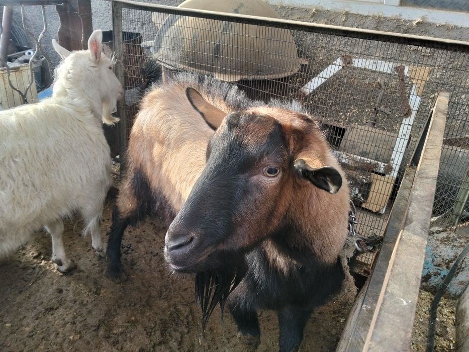 Альпийский козел