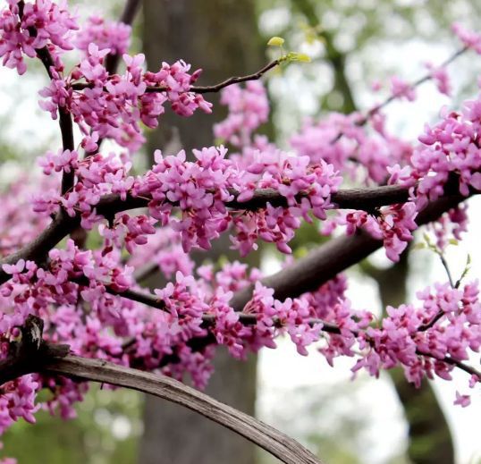 Cercis Canadensis (Arborele Iudei )