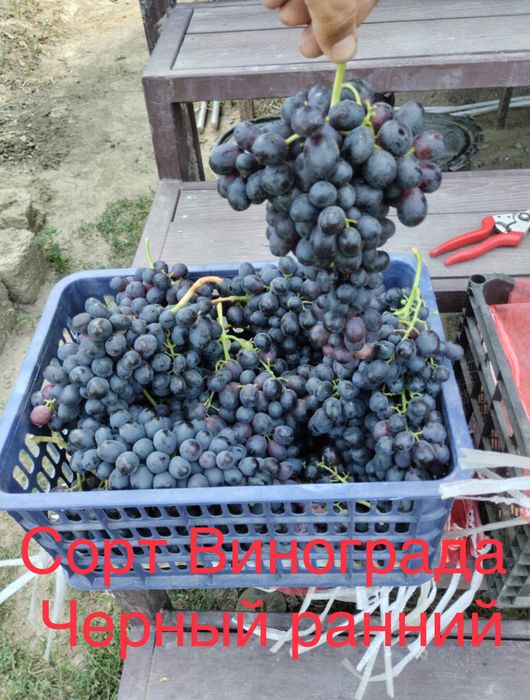 Черенки (чубук) столовых сортов Винограда.