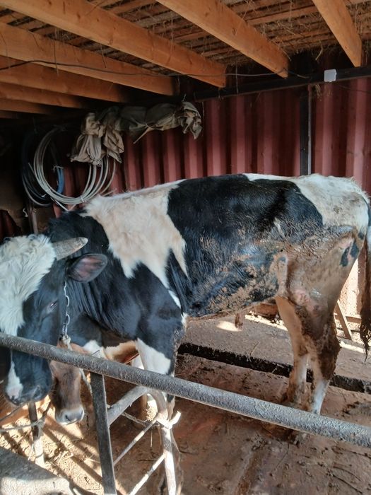 Бык галштейн бук