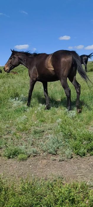 2жасар ағылшын байтал сатылады