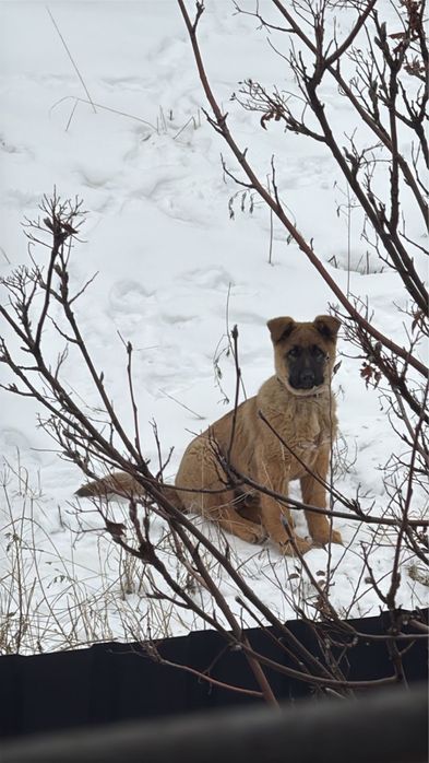 Продам белгиискую овчарку