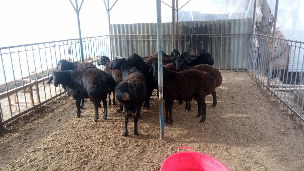 Куй сотилади Яшнобод