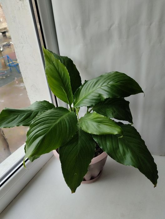 Женское счастье.