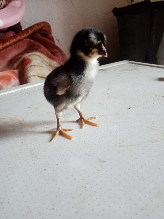 Дакан цыплята 8 шт