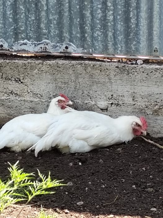 Продам петушков брессгальских
