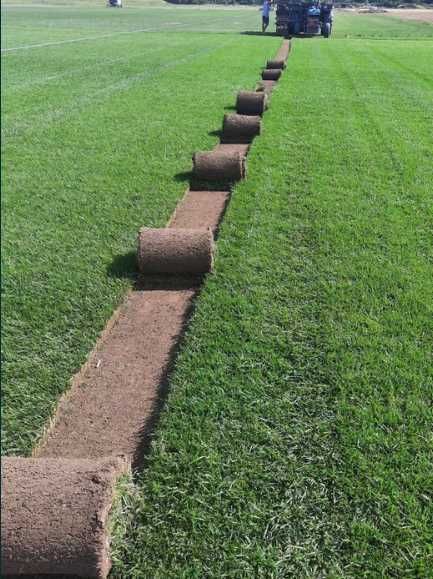 Gazon Rulou Calitate extra