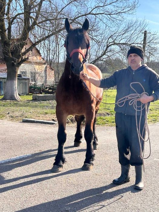 Vând mânz de 1 ani și 9 luni