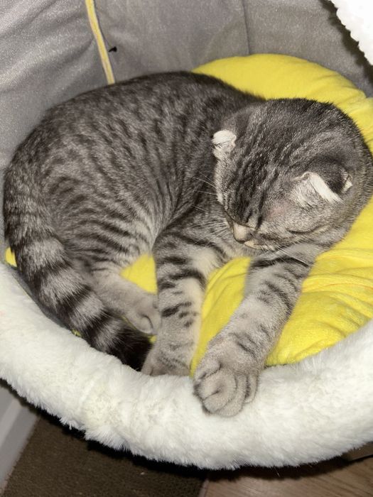 Вислоуха кошка ( девочка)