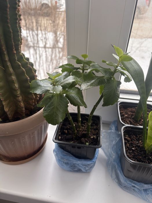 Цветы по 1000 распродажа