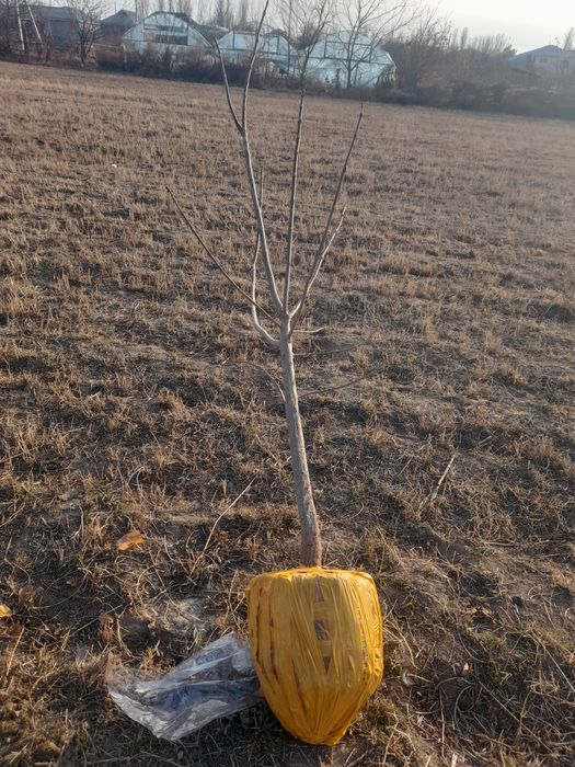 Саженцы оптом и в розницу